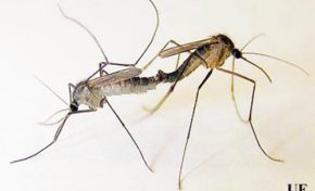 Vaincre la #dengue et le chikungunya grâce à un #moustique qui ne manque pas d’#ingénierie