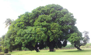 Nos Mémoires, parce qu’elles sont Habitées…, doivent être Respectées !