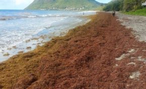 L'image du jour ( 3 février 2015)  - #martinique