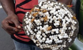 Le nid de #guêpes...le #caviar de l'île de La #Réunion