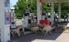 Moun abiyé an mouton ?