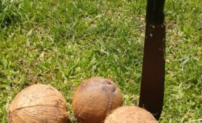 "Esklav" Manno Charlemagne