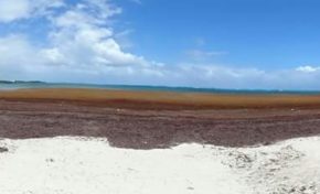 L'image du jour (3/05/15) #guadeloupe #algues #sargasses