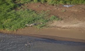 A la poursuite du diamant vert ...oups...du #crocodile Dundee en #Martinique