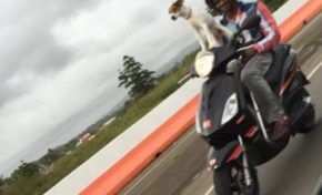 L'image du jour (29/0515) #chien #scooter #martinique