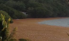 Les algues sargasses rendent visite à Chantal Maignan à domicile 