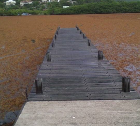 Chantal...remets nous des sargasses ...Chantal...