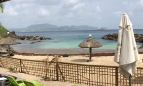 Ça gastro quand la sargasse l'agace trop