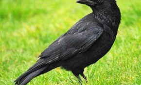 Le corbeau est le renard