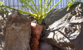 Mafate c'est la vie...la vie c'est Mafate