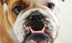 En Martinique...les nègres n'ont plus de race