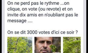 L'arbre qui cache la forêt de sargasses dans une Martinique qui avance