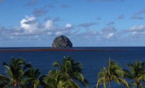 Maignan...magne toi...les algues sargasses t'attendent au Diamant