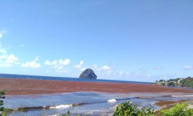 La Mer Incurie Beach revient plus tôt que prévu en Martinique