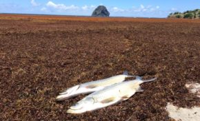 Les images du jour [17/08/15]