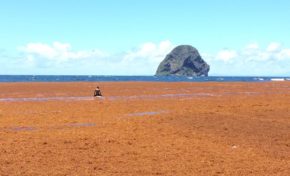 Sargasses, point de situation sur les actions en cours  en Martinique