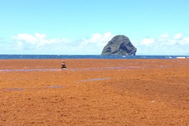 Sargasses, point de situation sur les actions en cours  en Martinique