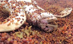 L'image du jour [19/08/15]