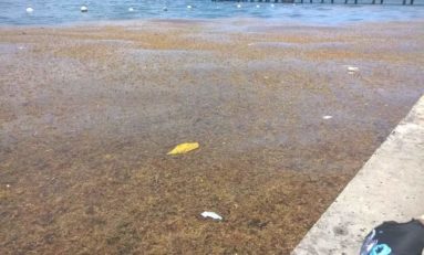 Les algues sargasses s'invitent dans le chef - lieu en Martinique