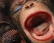 "FAITES TAIRE CE SINGE HURLEUR"