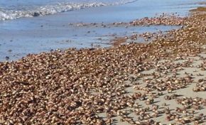 Les bernard l'hermite à l'anse Trabaud en Martinique comme si vous y étiez