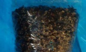 Algues sargasses en Haïti : map mapipi pasé Chantal Maignan