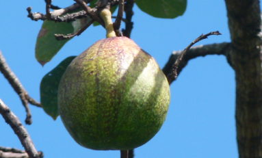 Atelier d’étude du créole martiniquais