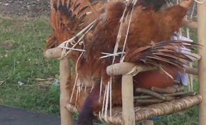 Quel rôle va jouer le quimbois dans les élections du 6 et du 13 décembre 2015 en Martinique et en Guadeloupe ?