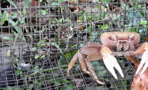 Black out sur les chiffres à Fort de France