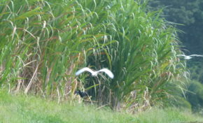 La Collectivité territoriale de Martinique installée Et maintenant, au travail résolument !
