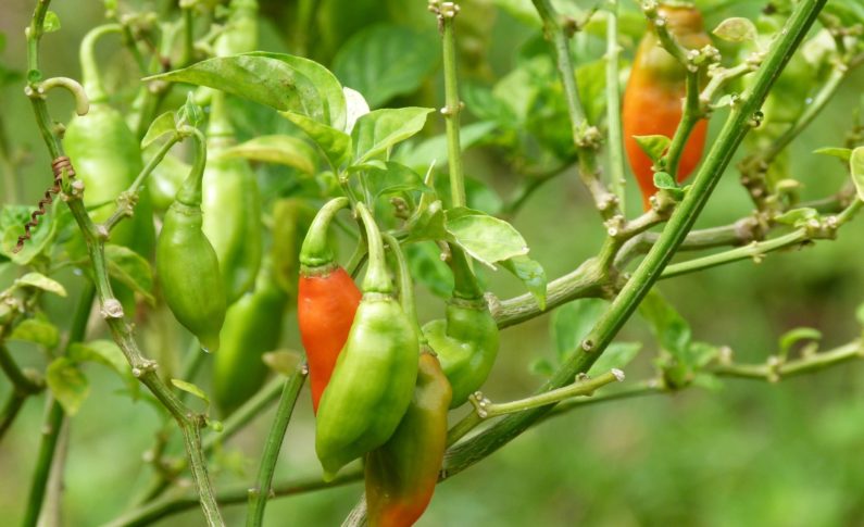 Elections à la CTM : 35,61 % de participation à 17heures