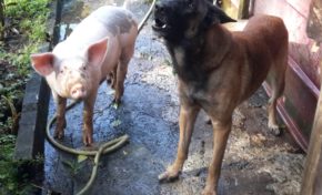 L'image du jour [01/01/16]  Martinique