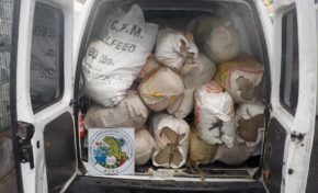 Importante saisie d’herbe de cannabis transportée par une embarcation rapide au large de la Guadeloupe