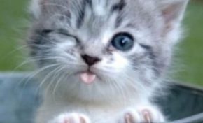 Clin d'œil de borgne à Jean-Claude Duverger élu de la Collectivité de Martinique