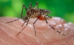 Zika : Marisol en mode aérosol