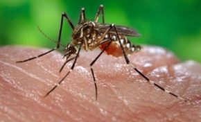 Zika : Marisol en mode aérosol