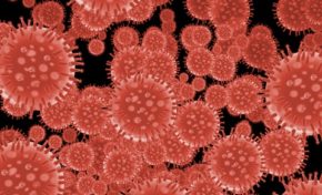 Grippe aviaire : 4 décès en Martinique