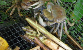 Plénière du 29 mars : EPMN en "Alerte kakarel"