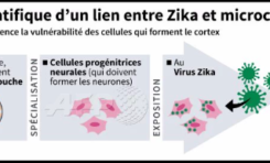 Première preuve scientifique d'un lien entre zika et la microcéphalie du foetus