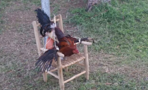 Quimbois à la Collectivité Territoriale de Martinique