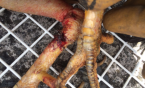 Quimbois à la Collectivité Territoriale de Martinique : le coq vivant avait les deux pattes cassées  et...