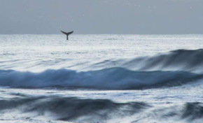 L'image du jour  [25/04/16] Martinique