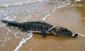 Un caïman retrouvé sur la plage de Bourda à  Cayenne en Guyane
