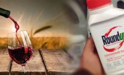 Du RoundUp détecté dans 100% des vins californiens
