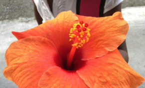 "Tiens maître  c'est pour toi"