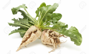 Vive la betterave à sucre