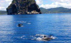 Les dauphins ❤ la Martinique