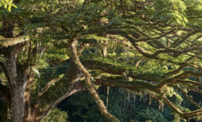 "Martiniquais réveillez vous !!!"