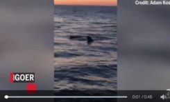 Un grand requin blanc dévore un phoque devant une plage (vidéo)