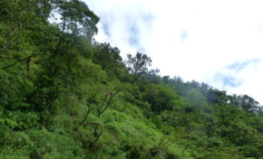 Mais où est donc passé Rachid Rafaa ?